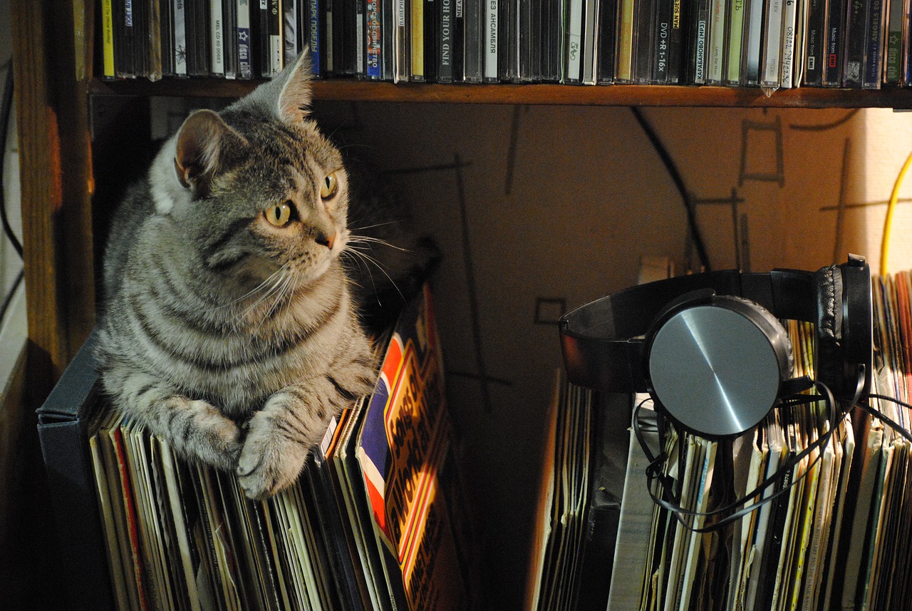 Katze sitzt auf Schallplatten in einem Regal