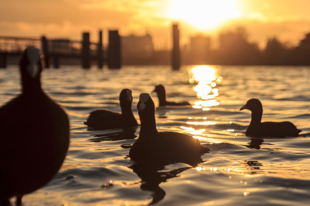 Herfst vibes van de Havel in Potsdam